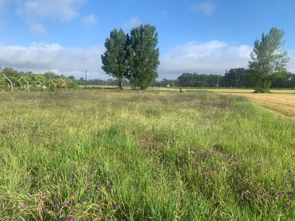 Terreno para Venda em Beduído e Veiros Foto 8