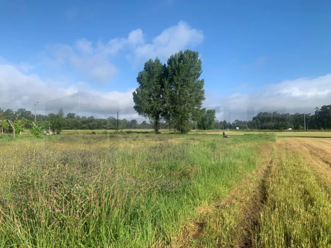 Terreno para Venda em Beduído e Veiros Foto 2