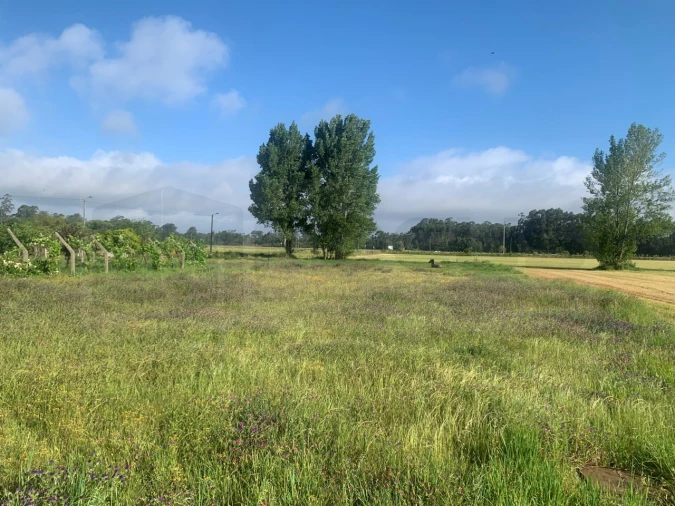 Terreno para Venda em Beduído e Veiros Foto 7