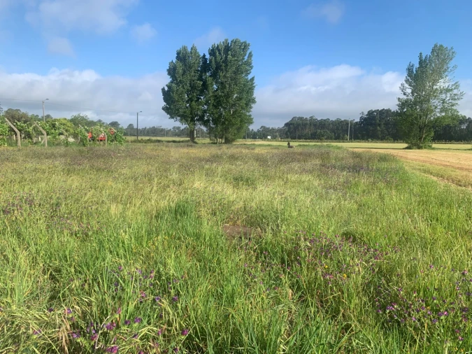 Terreno para Venda em Beduído e Veiros Foto 8