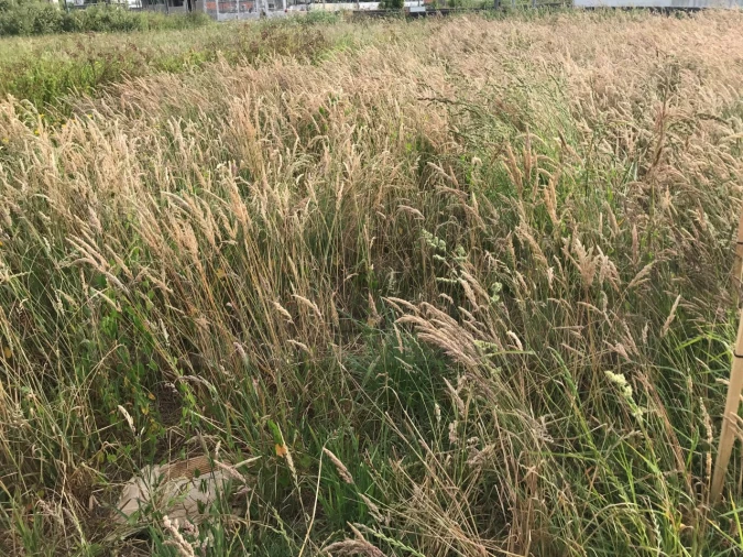 Terreno para Venda em Beduído e Veiros Foto 5