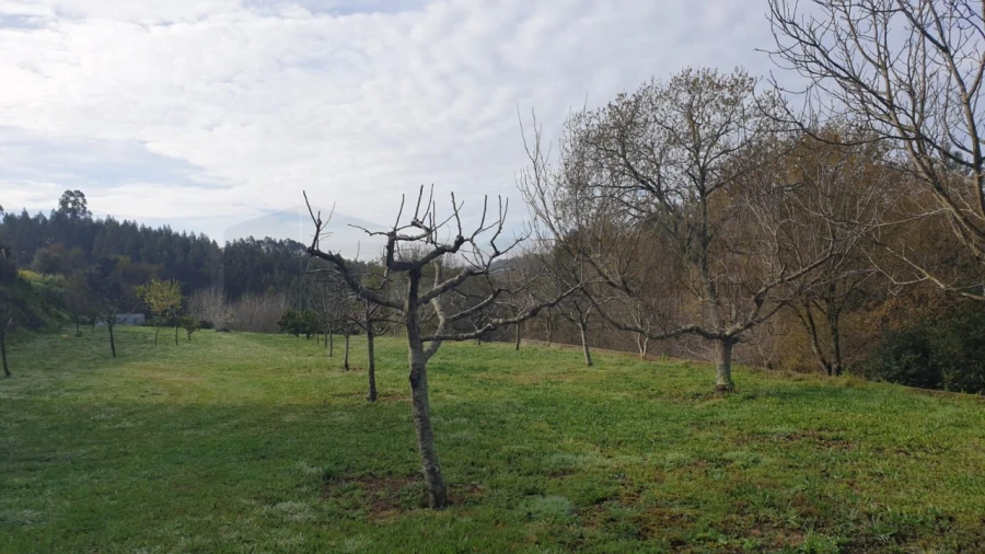 Terreno para Venda em Ribeira de Fraguas Foto 3