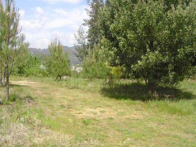 Terreno para Venda em Sever do Vouga Foto 3