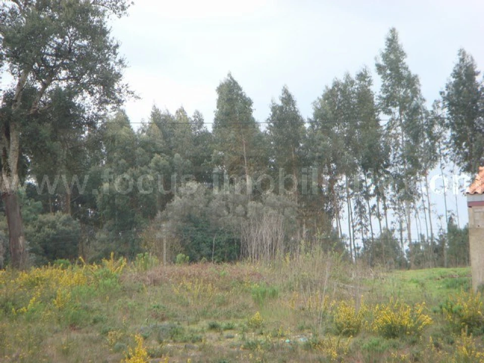 Terreno para Venda em Amoreira da Gândara, Paredes do Bairro e Ancas Foto 3