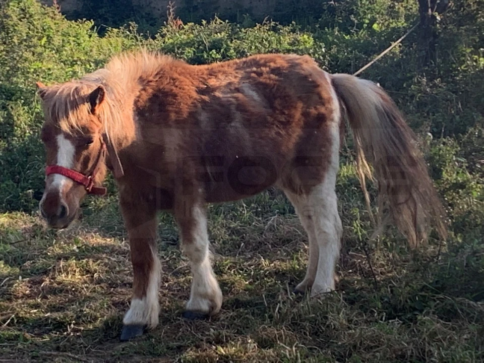 Terreno para Venda em Beduído e Veiros Foto 17