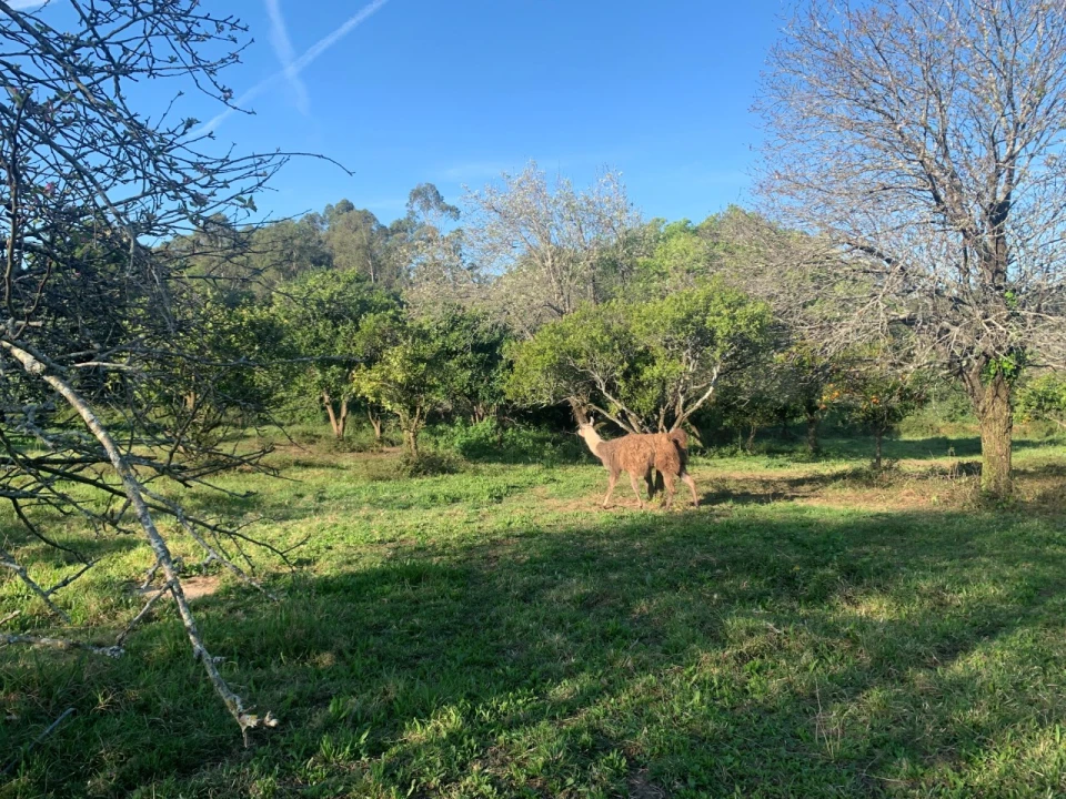 Terreno para Venda em Beduído e Veiros Foto 29
