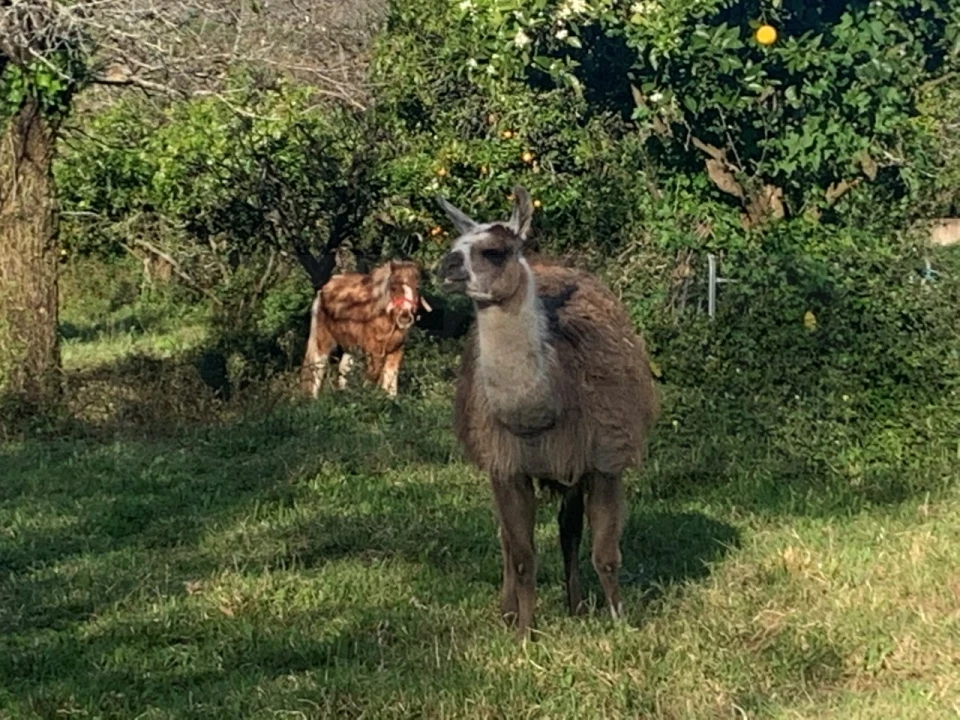Terreno para Venda em Beduído e Veiros Foto 30