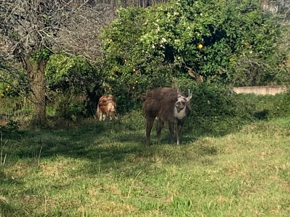 Terreno para Venda em Beduído e Veiros Foto 33