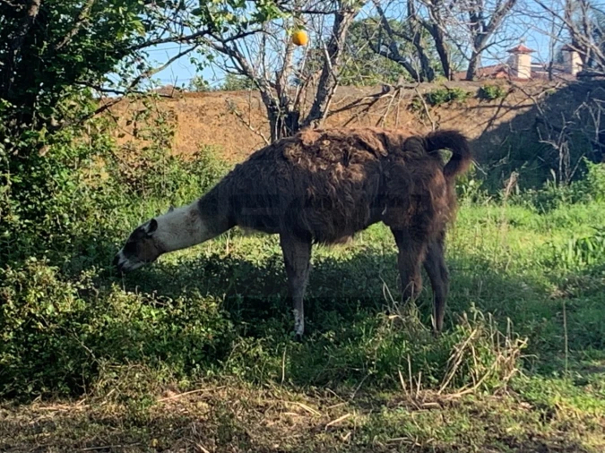 Terreno para Venda em Beduído e Veiros Foto 18