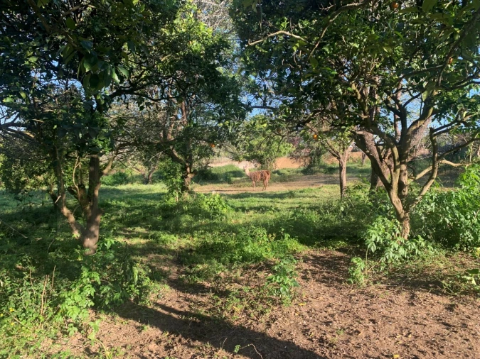 Terreno para Venda em Beduído e Veiros Foto 24