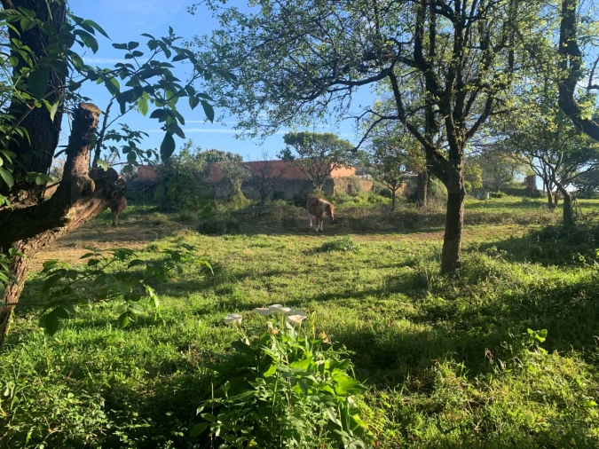 Terreno para Venda em Beduído e Veiros Foto 26