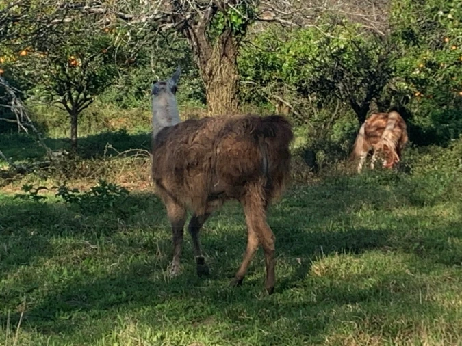 Terreno para Venda em Beduído e Veiros Foto 27