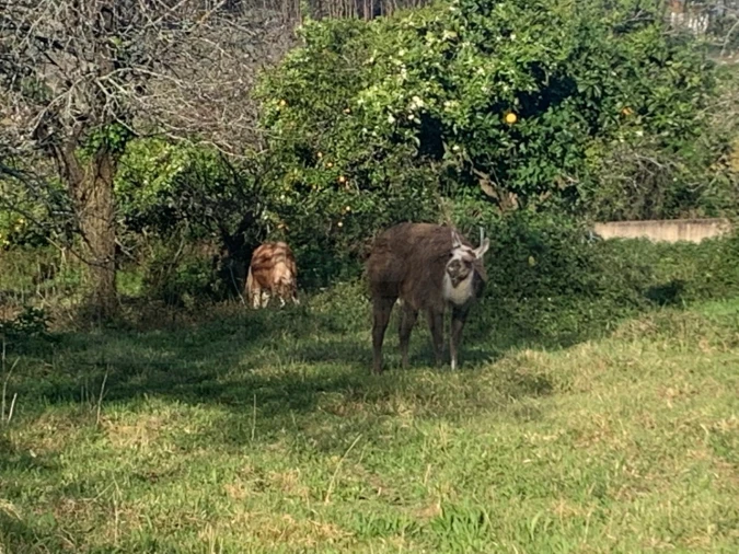 Terreno para Venda em Beduído e Veiros Foto 33