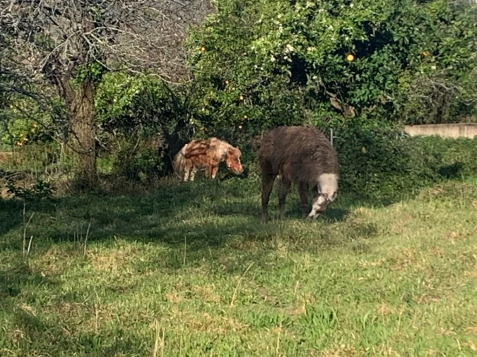 Terreno para Venda em Beduído e Veiros Foto 34