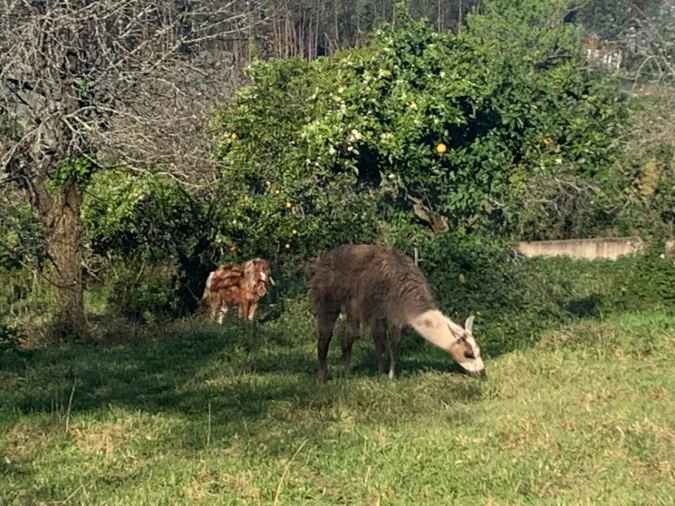 Terreno para Venda em Beduído e Veiros Foto 35