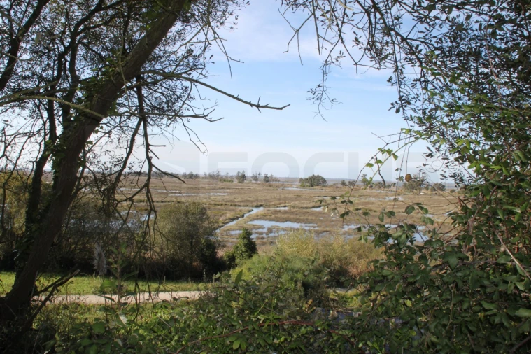 Terreno para Venda em Cacia Foto 4