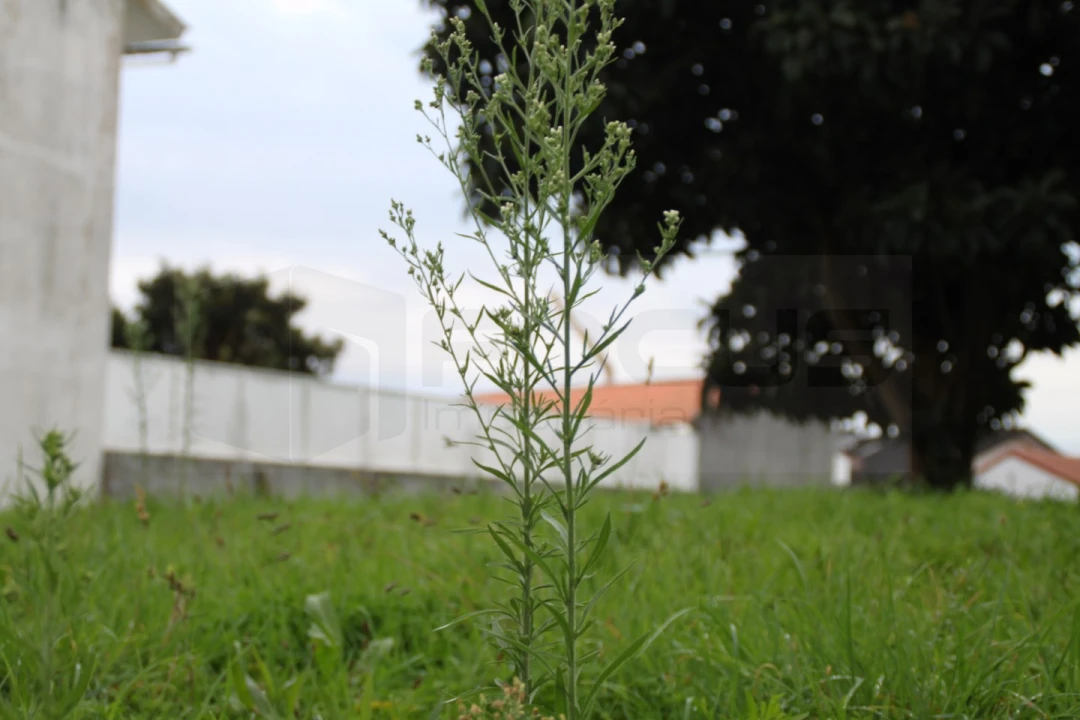 Terreno para Venda em Beduído e Veiros Foto 5