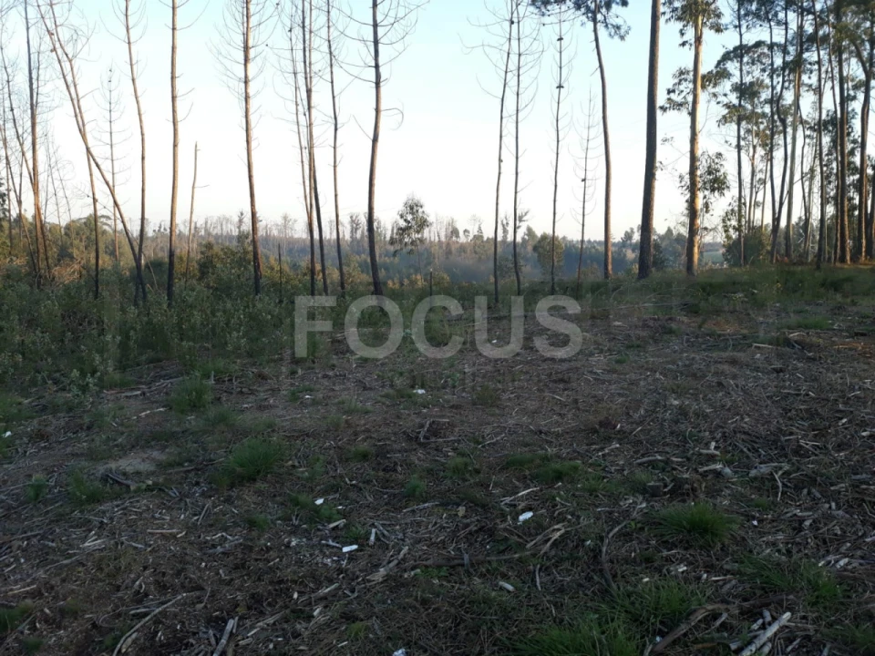 Terreno para Venda em Requeixo, Nossa Senhora de Fátima e Nariz Foto 1