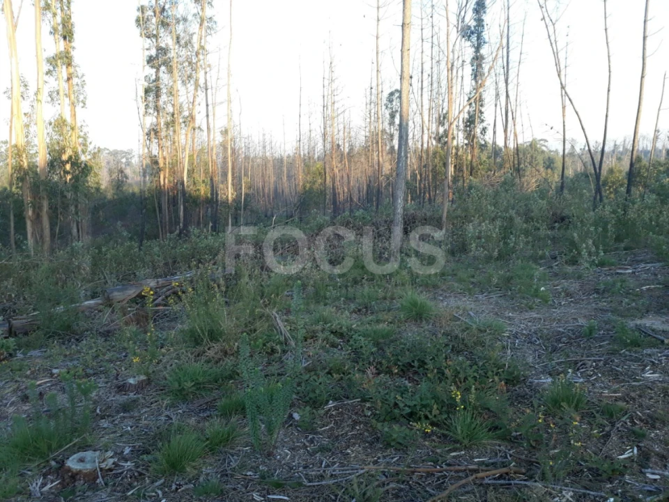Terreno para Venda em Requeixo, Nossa Senhora de Fátima e Nariz Foto 3