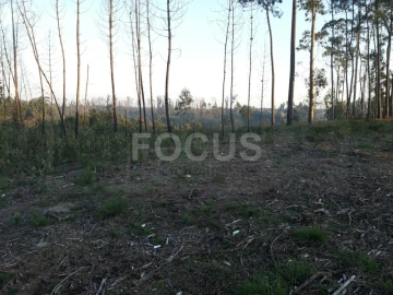 Terreno para Venda em Requeixo, Nossa Senhora de Fátima e Nariz