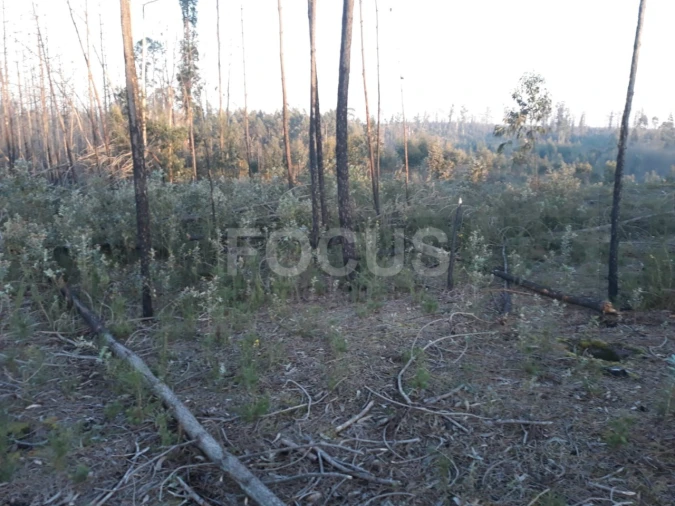 Terreno para Venda em Requeixo, Nossa Senhora de Fátima e Nariz Foto 4