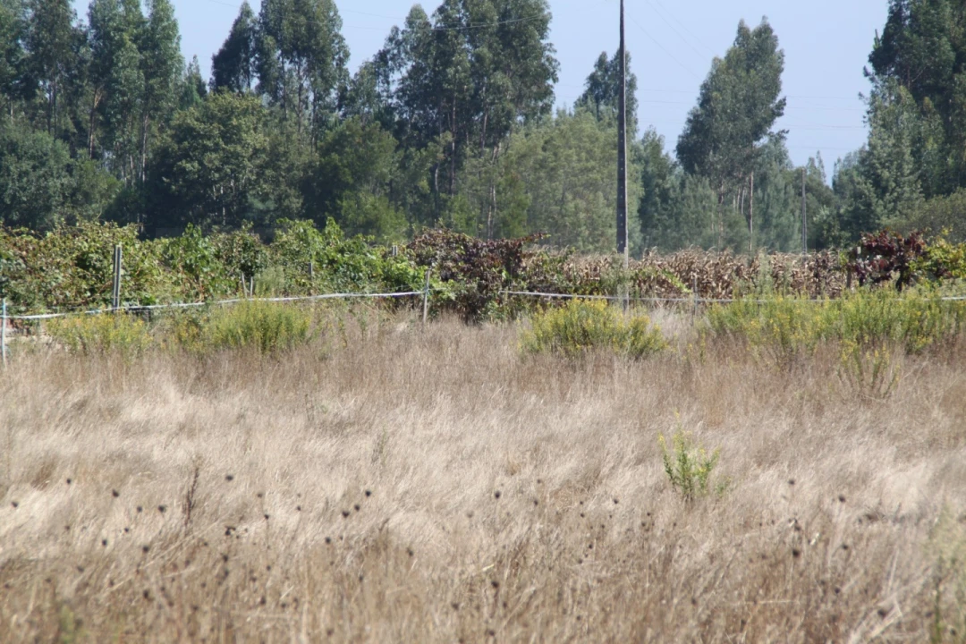 Terreno para Venda em Eixo e Eirol Foto 7