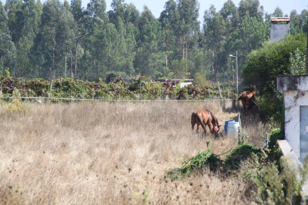 Terreno para Venda em Eixo e Eirol Foto 1