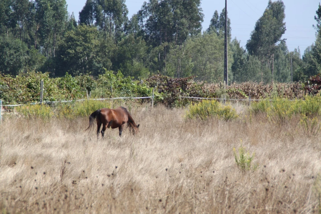 Terreno para Venda em Eixo e Eirol Foto 10