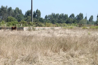 Terreno para Venda em Eixo e Eirol