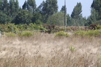Terreno para Venda em Eixo e Eirol