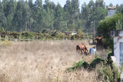 Terreno para Venda em Eixo e Eirol