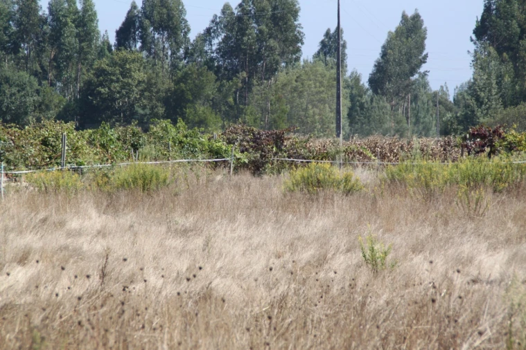 Terreno para Venda em Eixo e Eirol Foto 7