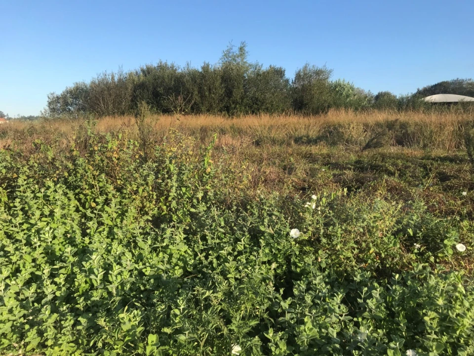 Terreno para Venda em Beduído e Veiros Foto 16