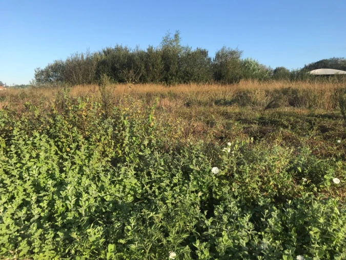 Terreno para Venda em Beduído e Veiros Foto 3