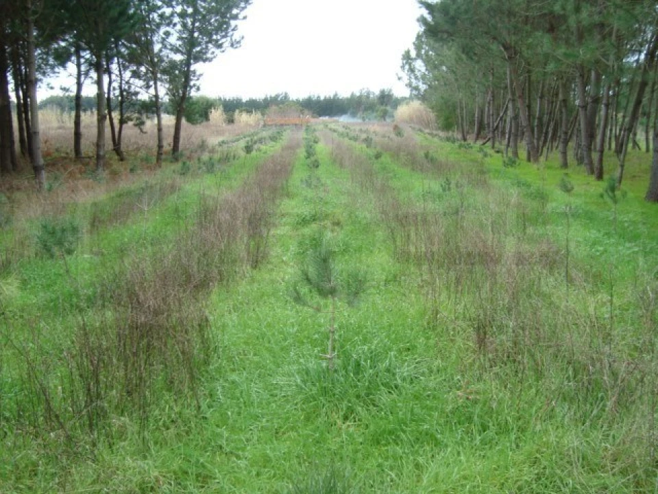 Terreno para Venda em Mira Foto 1