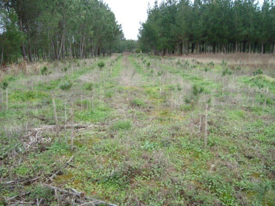 Terreno para Venda em Mira Foto 2