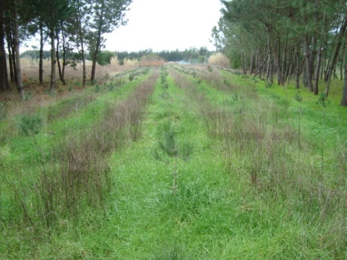 Terreno para Venda em Mira Foto 1