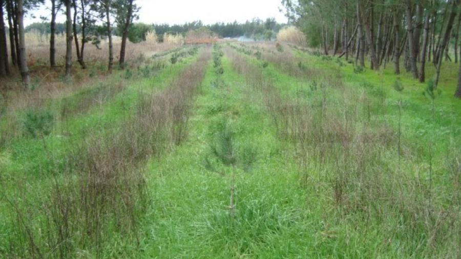 Terreno para Venda em Mira