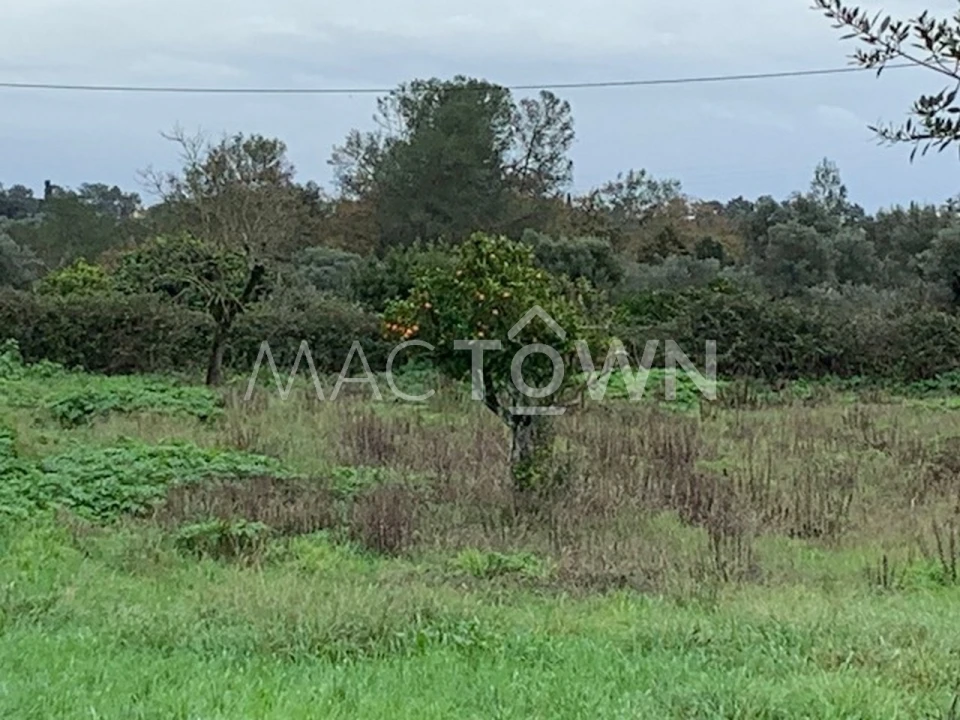 Terreno para Venda em Brogueira, Parceiros de Igreja e Alcorochel Foto 16