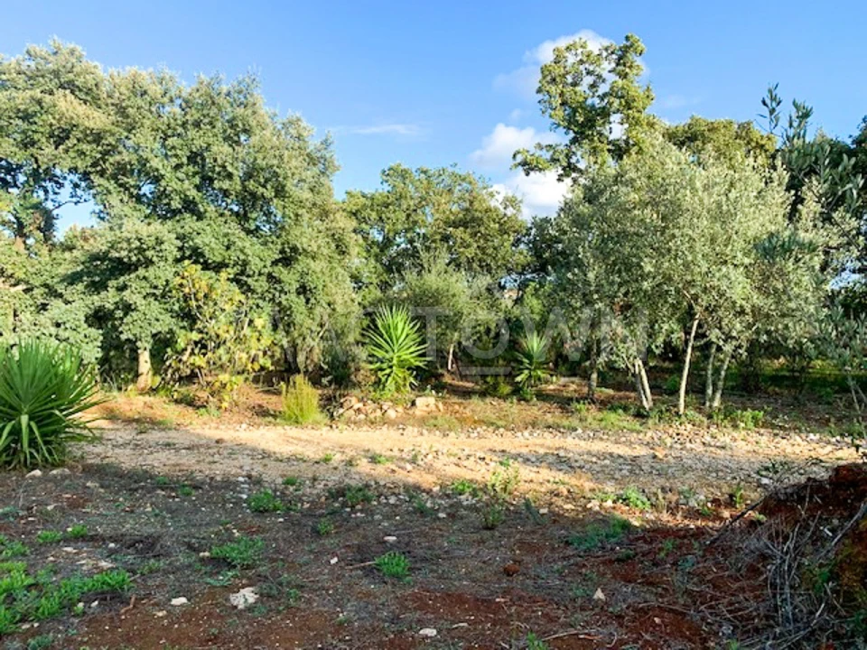 Terreno para Venda em Brogueira, Parceiros de Igreja e Alcorochel Foto 4