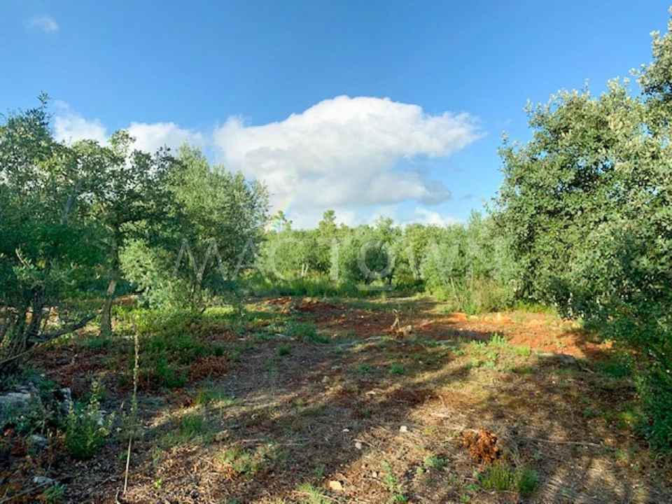 Terreno para Venda em Brogueira, Parceiros de Igreja e Alcorochel Foto 6