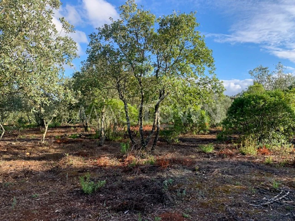 Terreno para Venda em Brogueira, Parceiros de Igreja e Alcorochel Foto 22