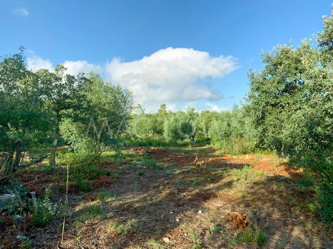 Terreno para Venda em Brogueira, Parceiros de Igreja e Alcorochel Foto 6
