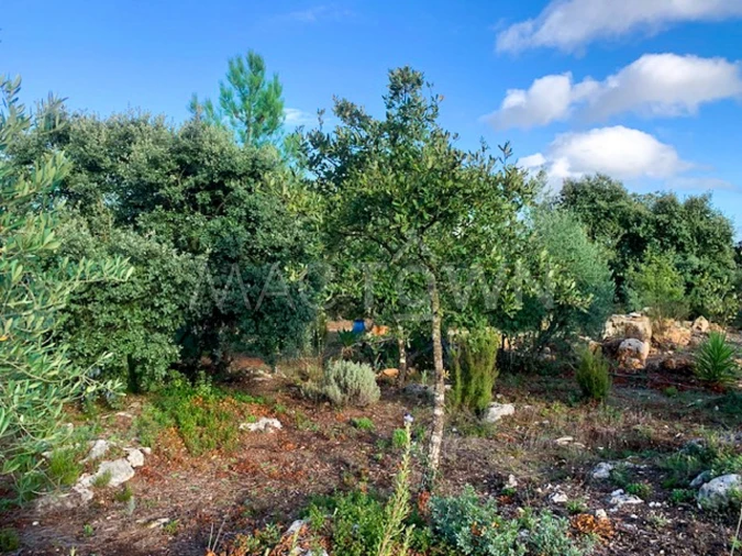 Terreno para Venda em Brogueira, Parceiros de Igreja e Alcorochel Foto 8