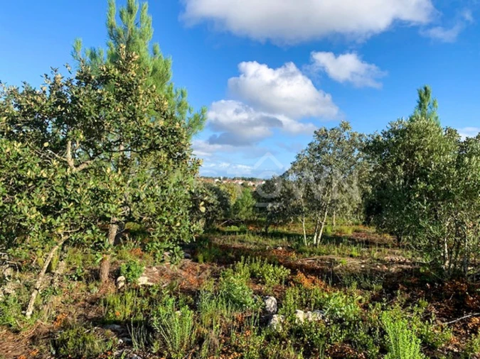 Terreno para Venda em Brogueira, Parceiros de Igreja e Alcorochel Foto 15