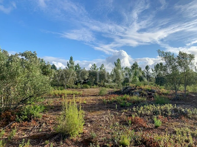 Terreno para Venda em Brogueira, Parceiros de Igreja e Alcorochel Foto 16