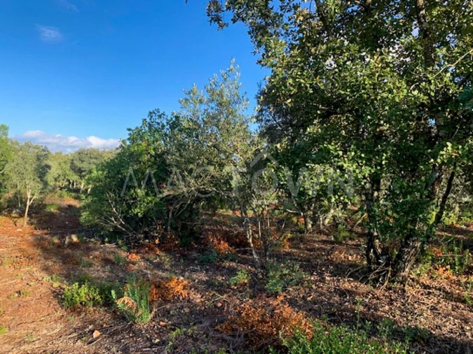 Terreno para Venda em Brogueira, Parceiros de Igreja e Alcorochel Foto 18