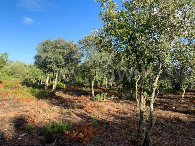 Terreno para Venda em Brogueira, Parceiros de Igreja e Alcorochel Foto 21