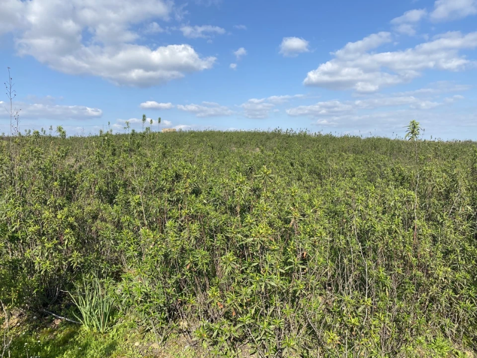 Terreno para Venda em Azinhal Foto 17