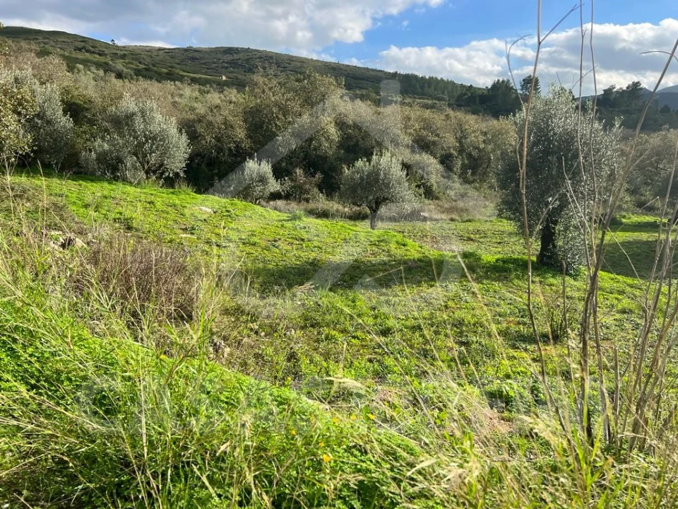 Terreno para Venda em Porto de Mós - São João Baptista e São Pedro Foto 8